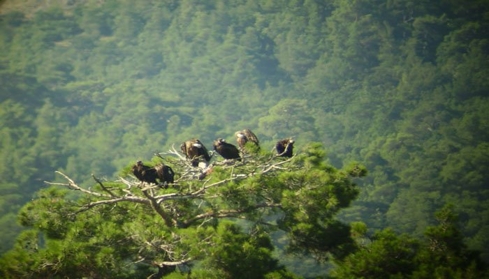  Θράκη- δάσος Δαδιάς: Το WWF Ελλάς δίδει τη σκυτάλη στην Εταιρία Προστασίας Βιοποικιλότητας Θράκης