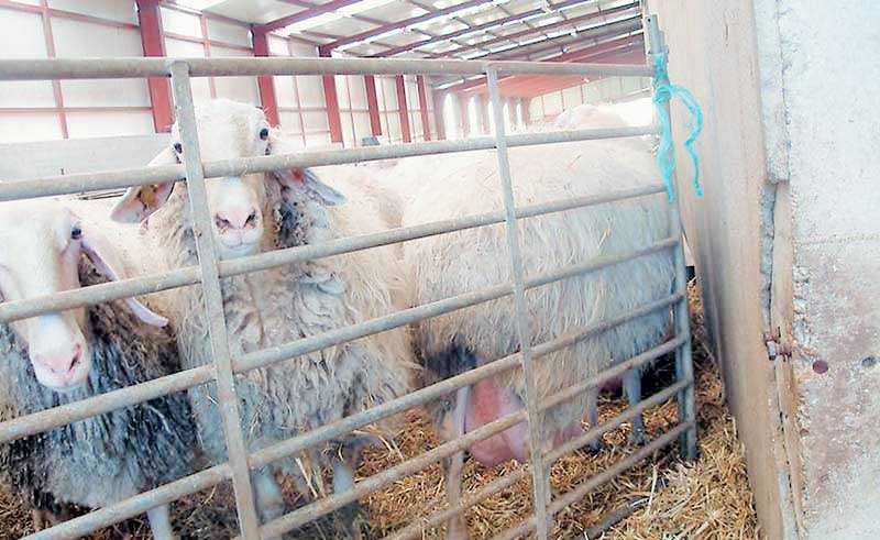  Συναγερμός στον Έβρο για κρούσματα ευλογιάς αιγοπροβάτων – Σε καραντίνα ο νομός