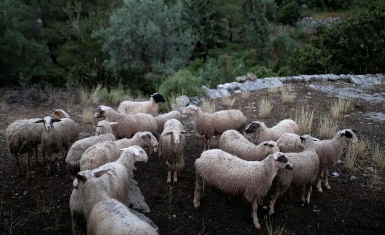  Στον «πυρετό» της ευλογιάς ο Έβρος – 6.300 θανατώσεις ζώων – Ύποπτο κρούσμα στον Δήμο Παγγαίου – Καβάλας