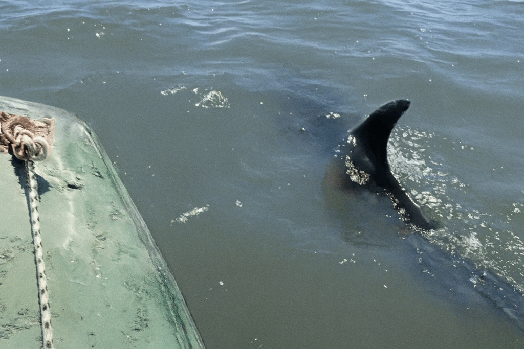 Δελφίνι εντοπίστηκε σε ρηχά νερά στο Δέλτα του Έβρου