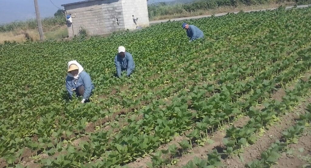 Η φωτογραφία είναι από αγρότες στον Έβρο, που δουλεύουν σκυφτοί μέσα στον καύσωνα