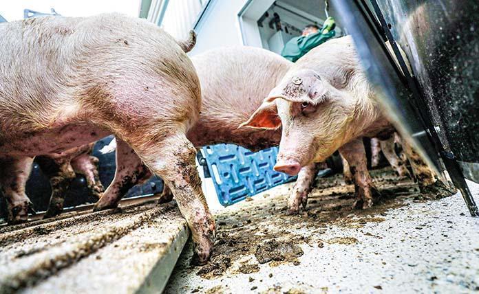 Κρούσματα ευλογιάς και αφρικανικής πανώλης