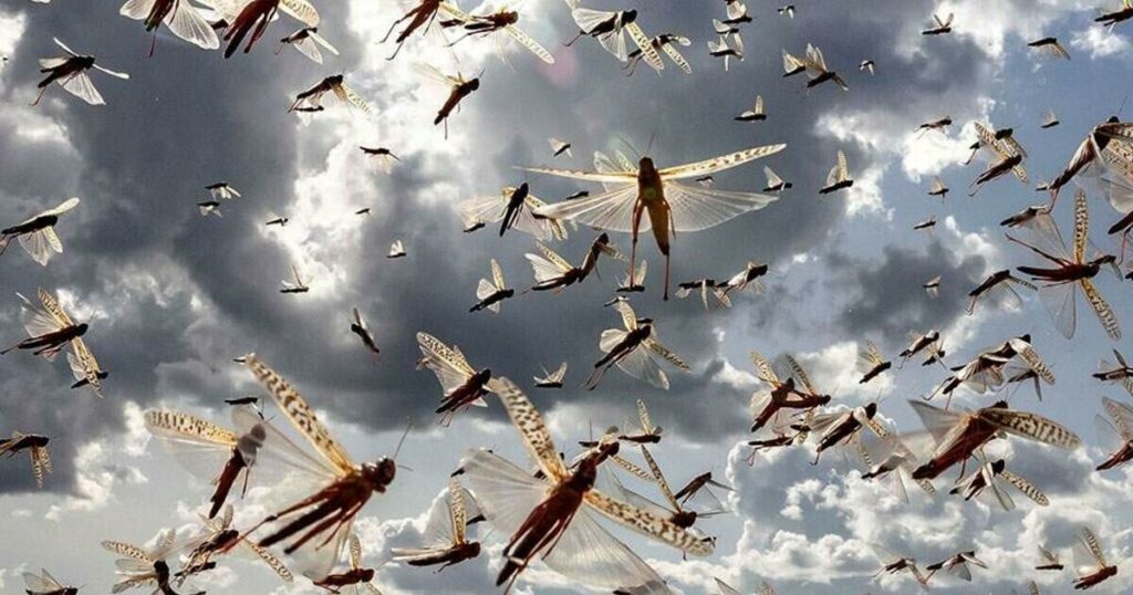 Σμήνη από ακρίδες κάνουν επιδρομή σε καλλιέργιες στον Έβρο και τη Ροδόπη