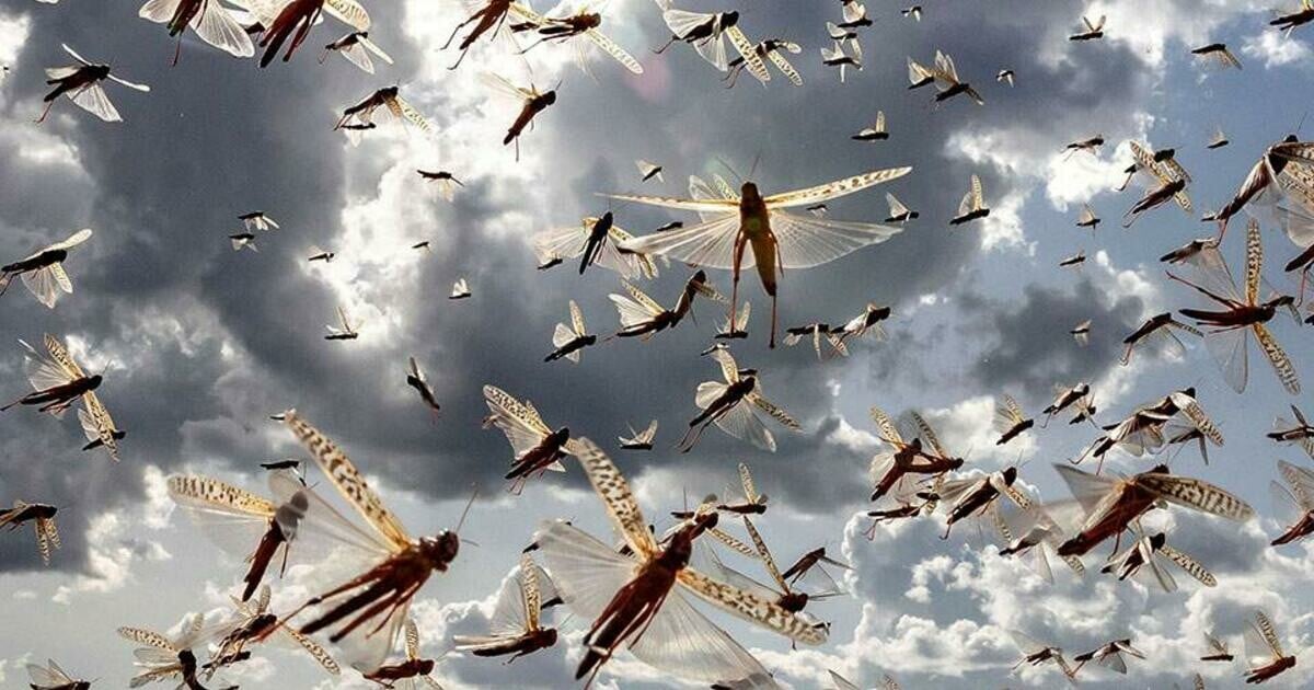 Σμήνη από ακρίδες κάνουν επιδρομή σε καλλιέργιες στον Έβρο και τη Ροδόπη