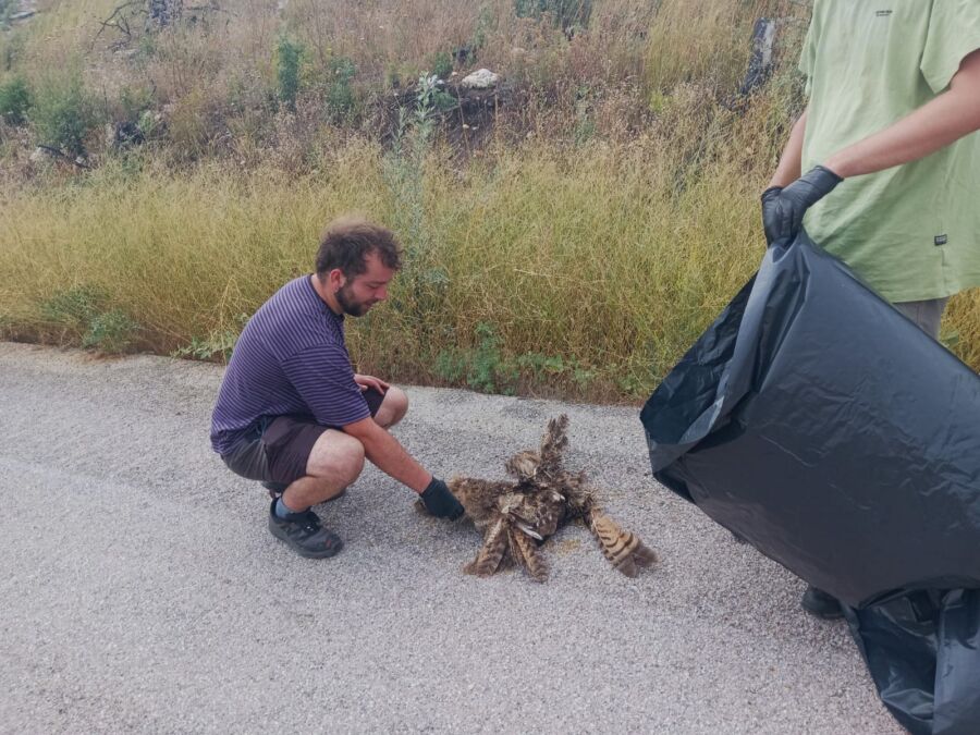 Ένας μπούφος βρέθηκε νεκρός στη Δαδιά, θύμα ηλεκτροπληξίας σε γραμμή ρεύματος.