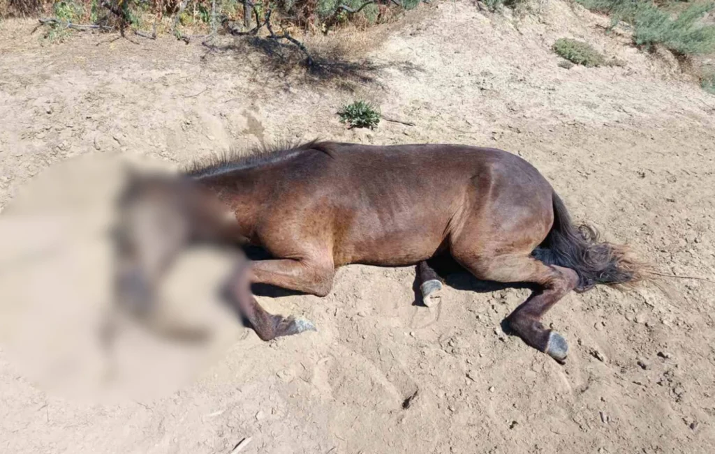 Άγρια άλογα στο Δέλτα Έβρου σε φυσικό περιβάλλον