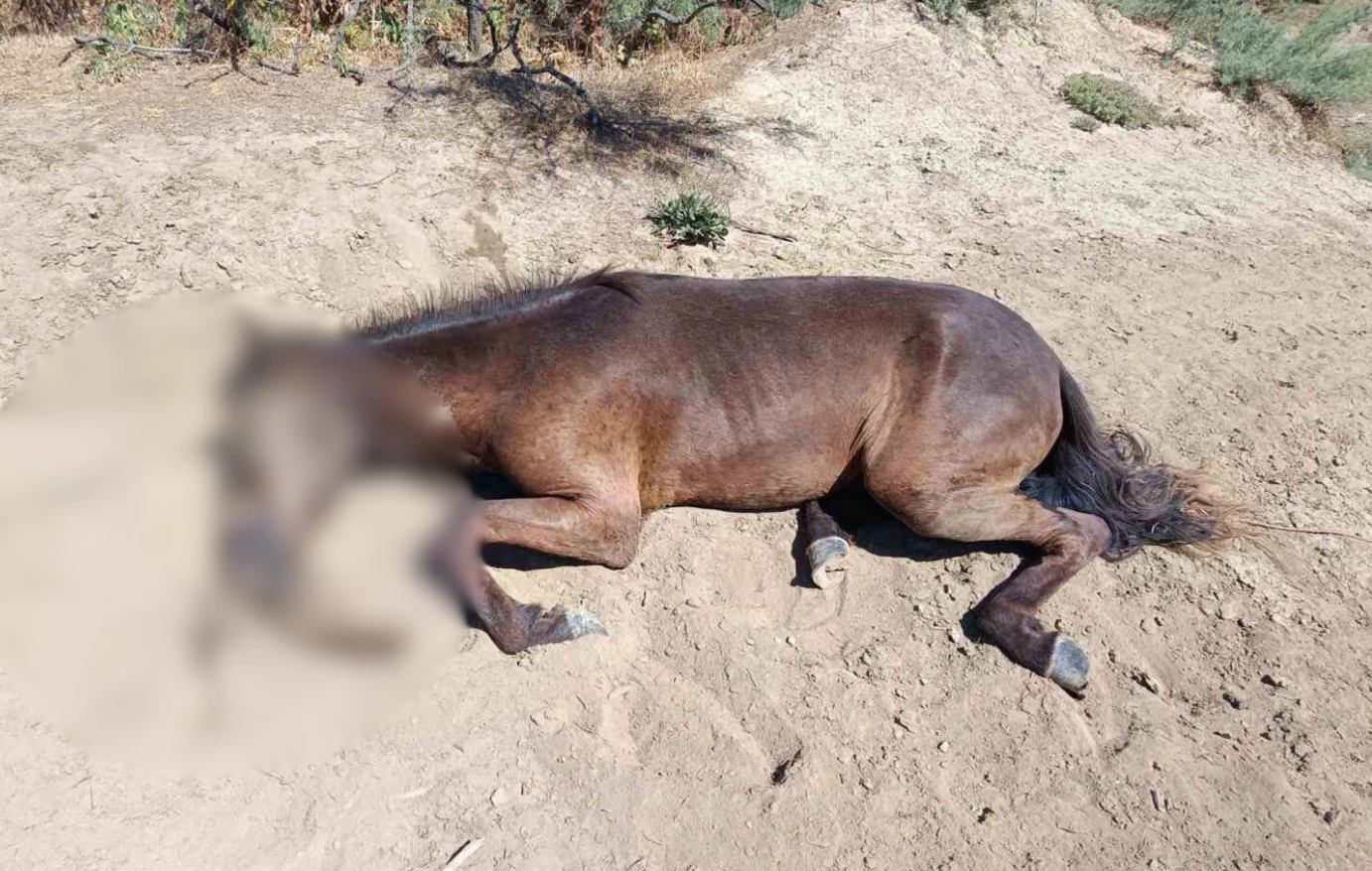 Άγρια άλογα στο Δέλτα Έβρου σε φυσικό περιβάλλον