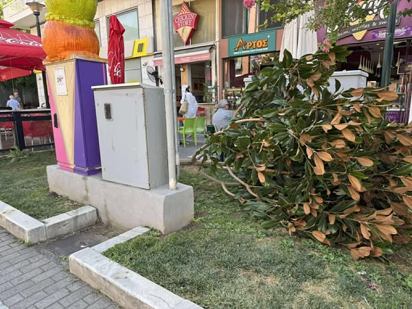 Έκοψαν δέντρο στο κέντρο της Αλεξανδρούπολης