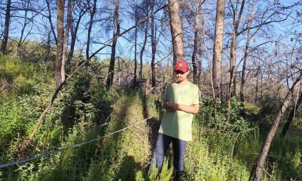 Εικόνα φυσικής αναγέννησης στο δάσος της Δαδιάς με νέα πεύκα και ποώδη βλάστηση