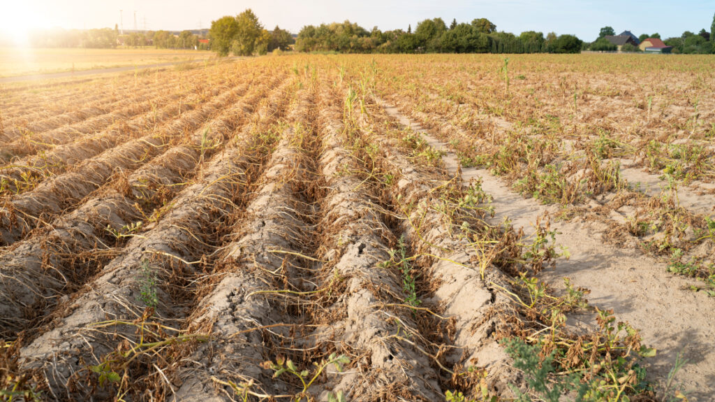 Λειψυδρία και αλατότητα “καίνε” τους αγρότες στον Έβρο – 54.000 στρέμματα κινδυνεύουν