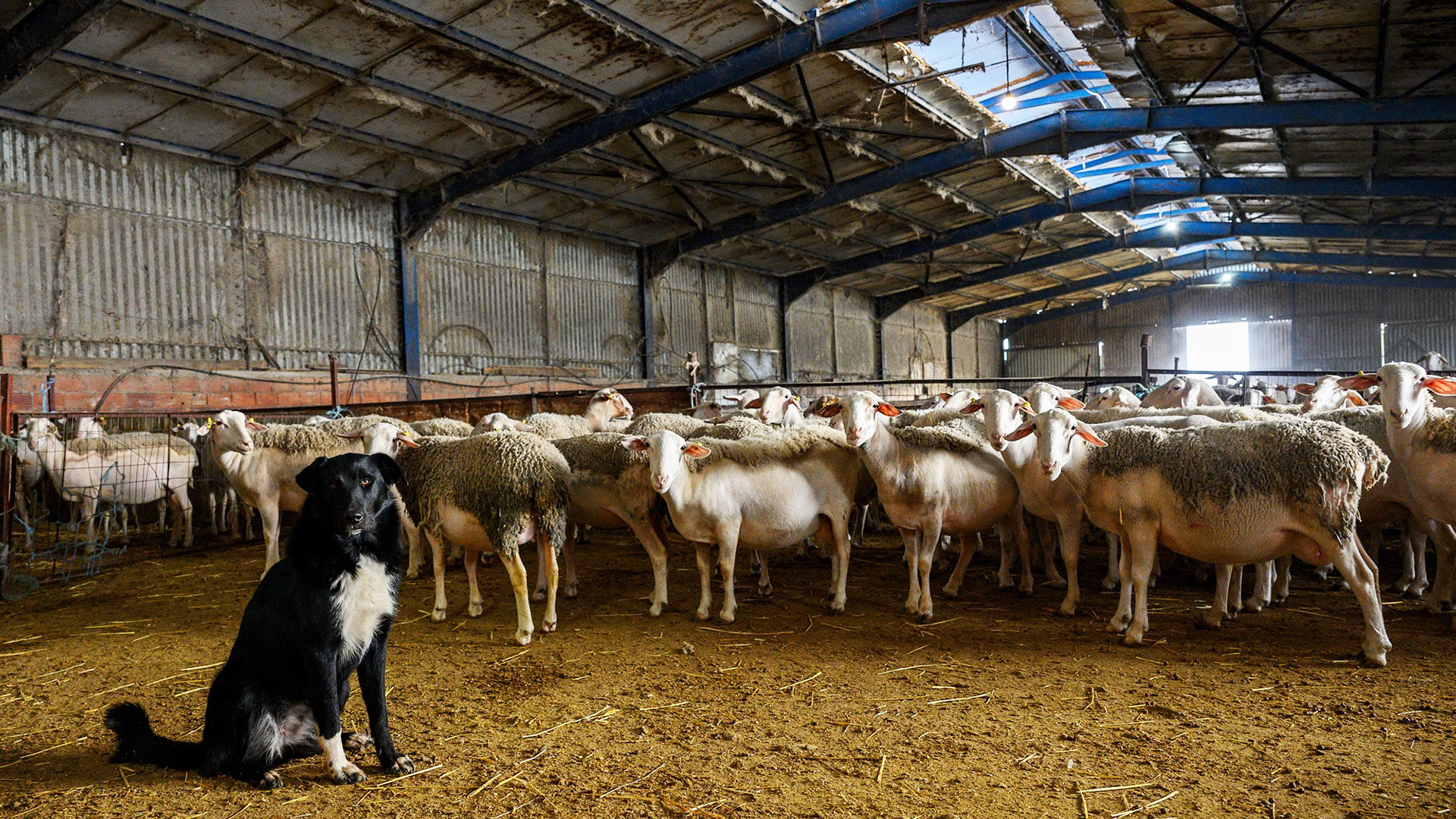 ενίσχυση έως 14€/ζώο στους κτηνοτρόφους του Έβρου, λόγω εγκλεισμού των ζώων από την ευλογιά