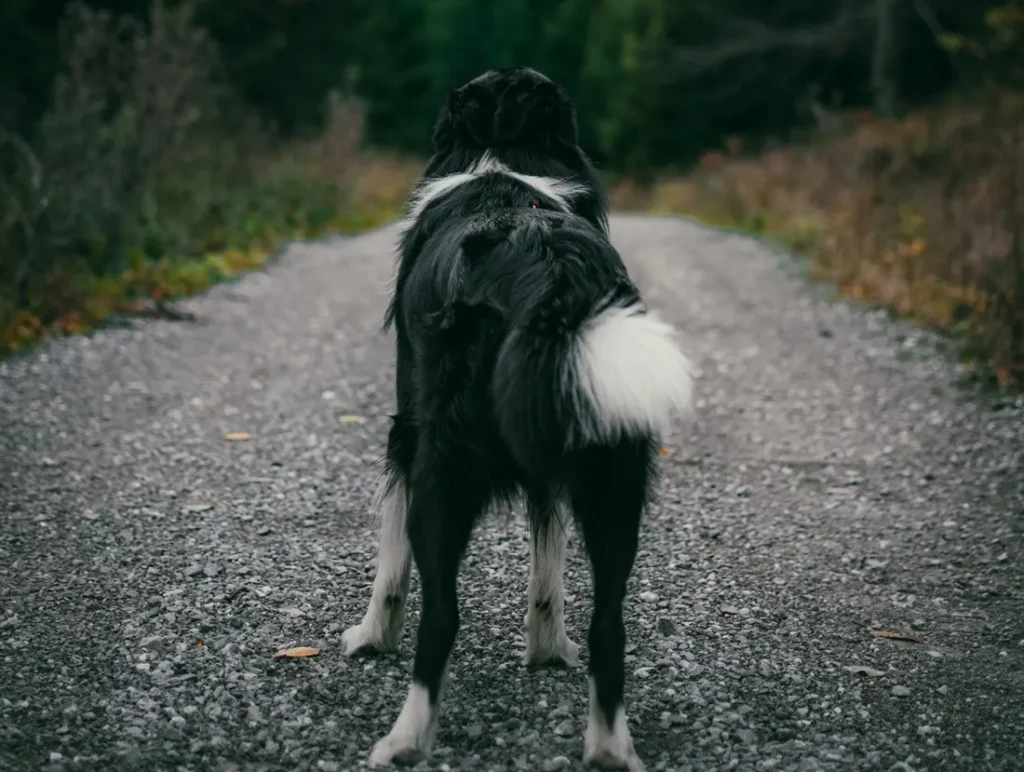 Ξάνθη 46χρονος σκότωσε σκύλο