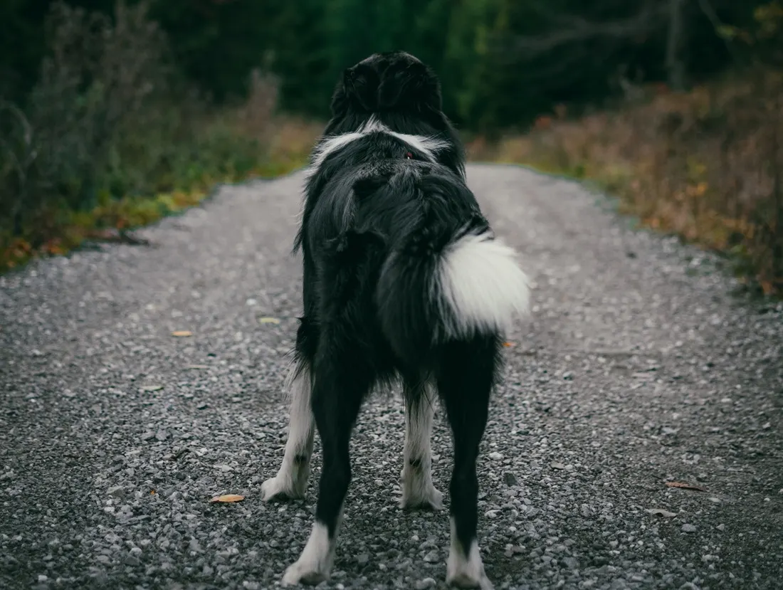 Ξάνθη 46χρονος σκότωσε σκύλο