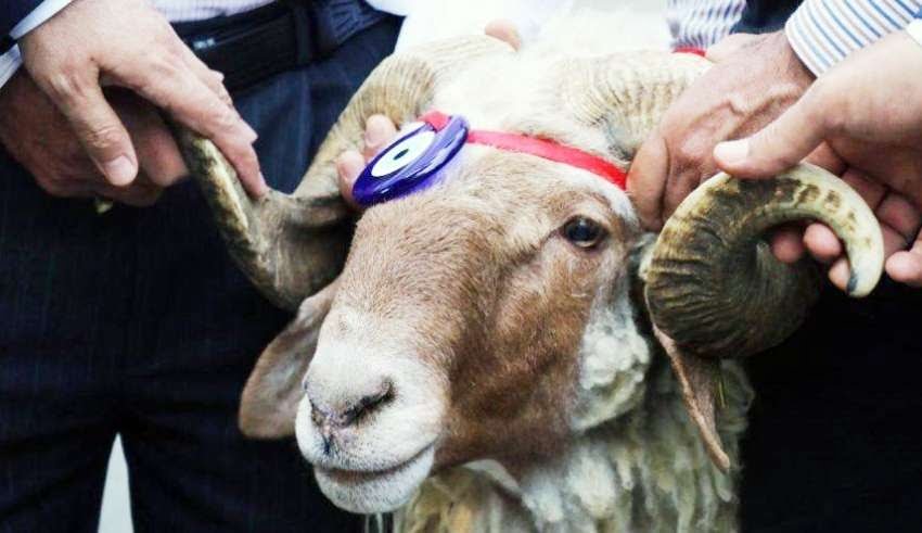 Έλεγχοι αιγοπροβάτων στη Θράκη ενόψει Κουρμπάν Μπαϊράμ