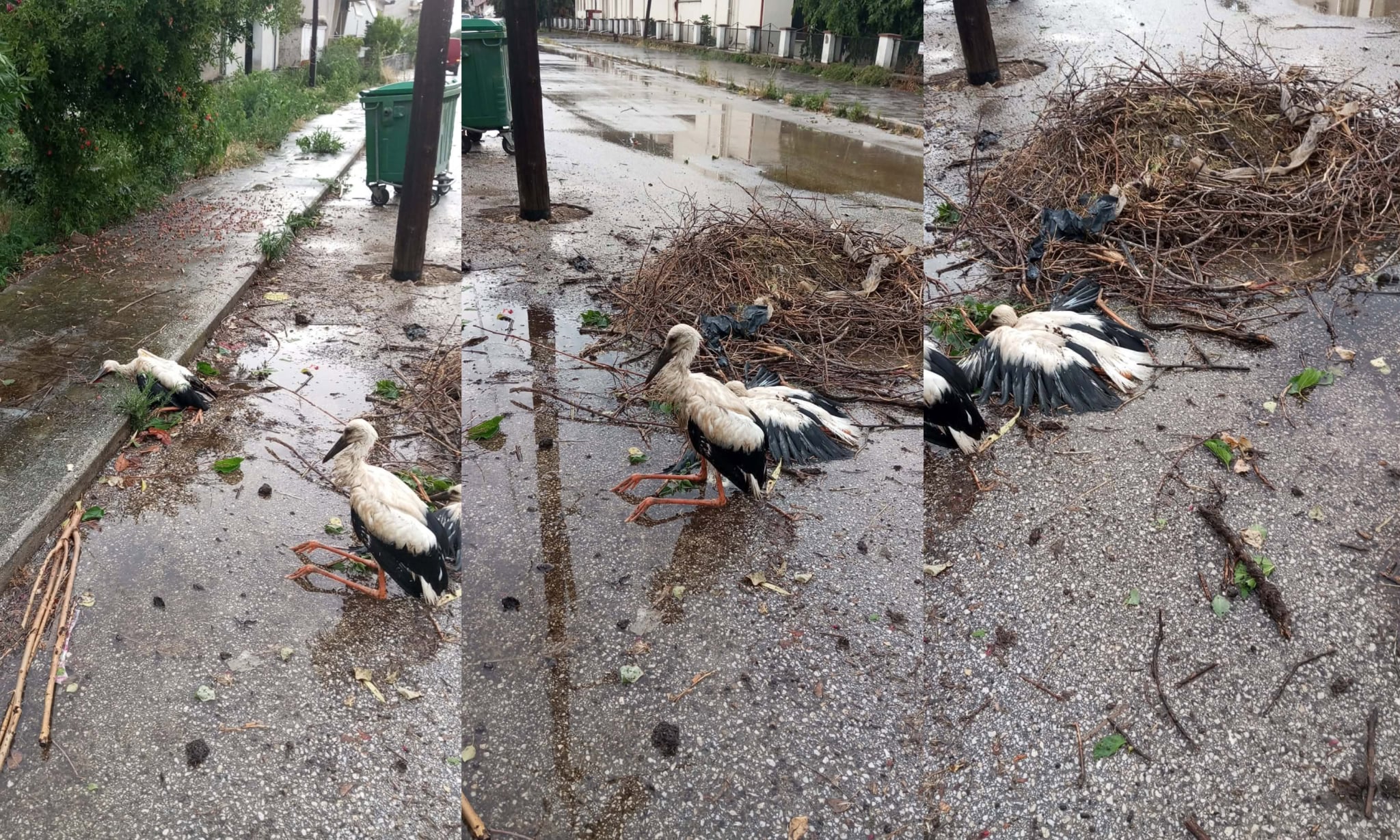 Πελαργοί στο έδαφος δίπλα σε πεσμένη φωλιά λόγω θύελλας στην Καβάλα
