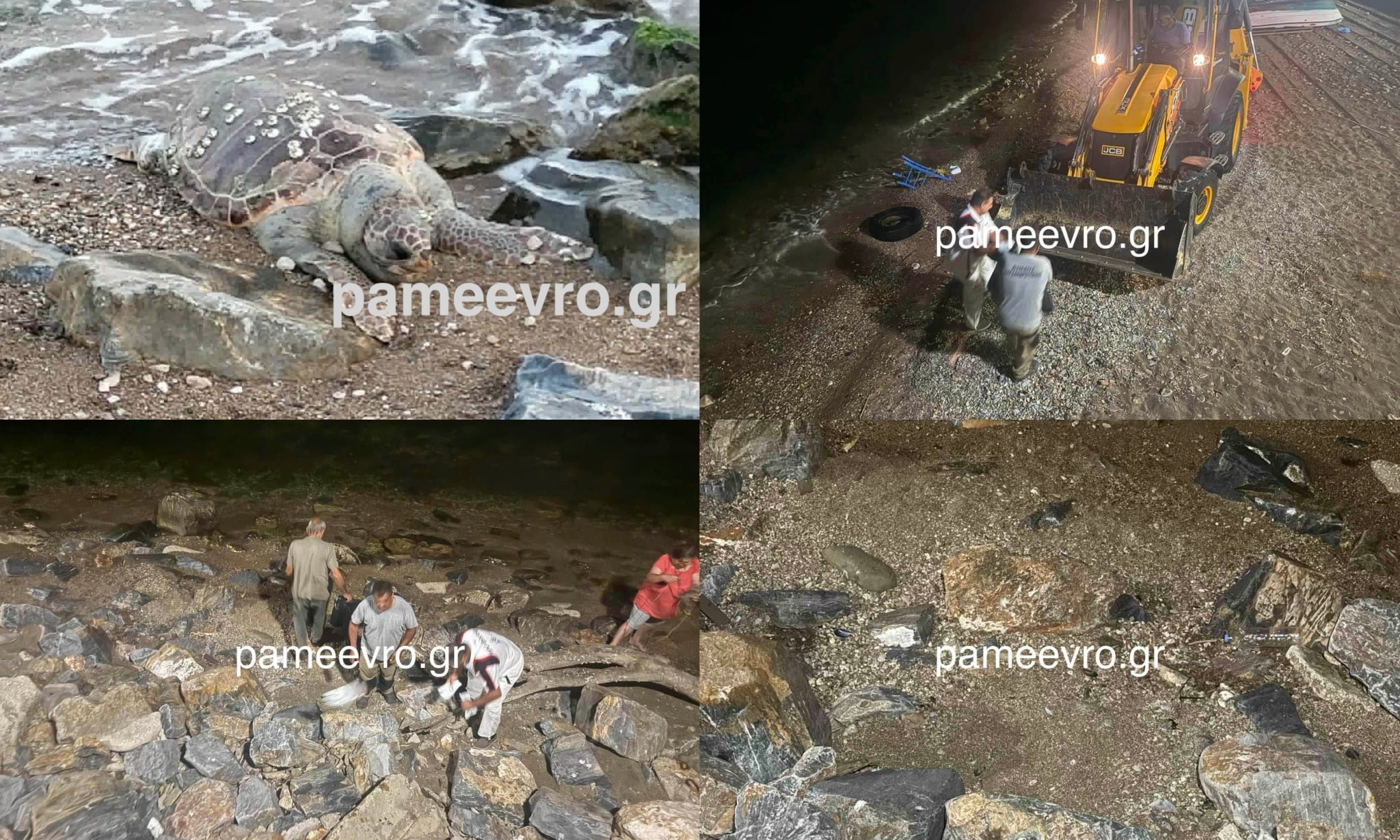 Νυχτερινή επιχείρηση των υπηρεσιών του Δήμου Αλεξανδρούπολης με μηχάνημα έργου για την απομάκρυνση της νεκρής χελώνας Καρέτα Καρέτα από την παραλιακή.