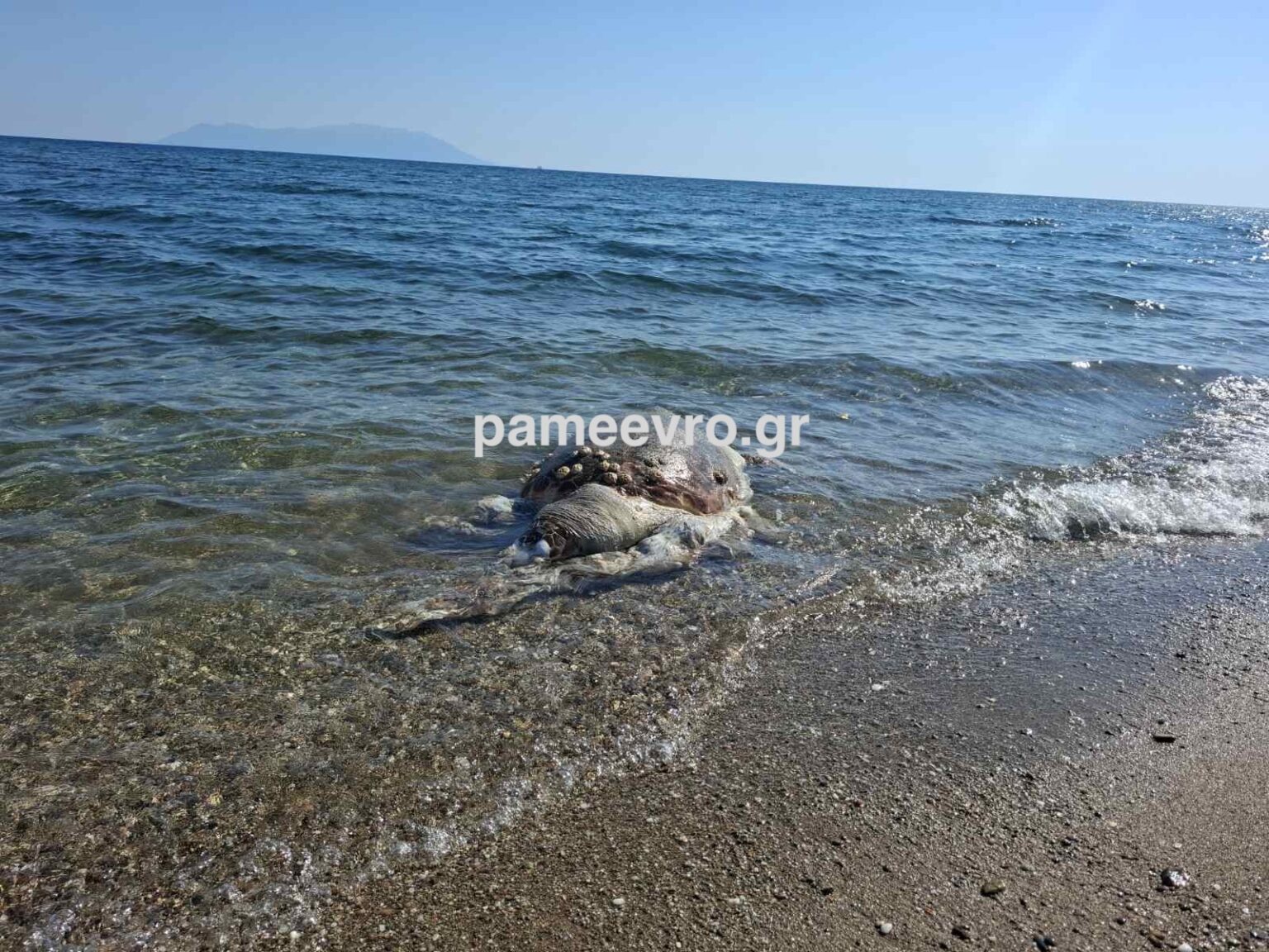 Νεκρή θαλάσσια χελώνα στην Αλεξανδρούπολη