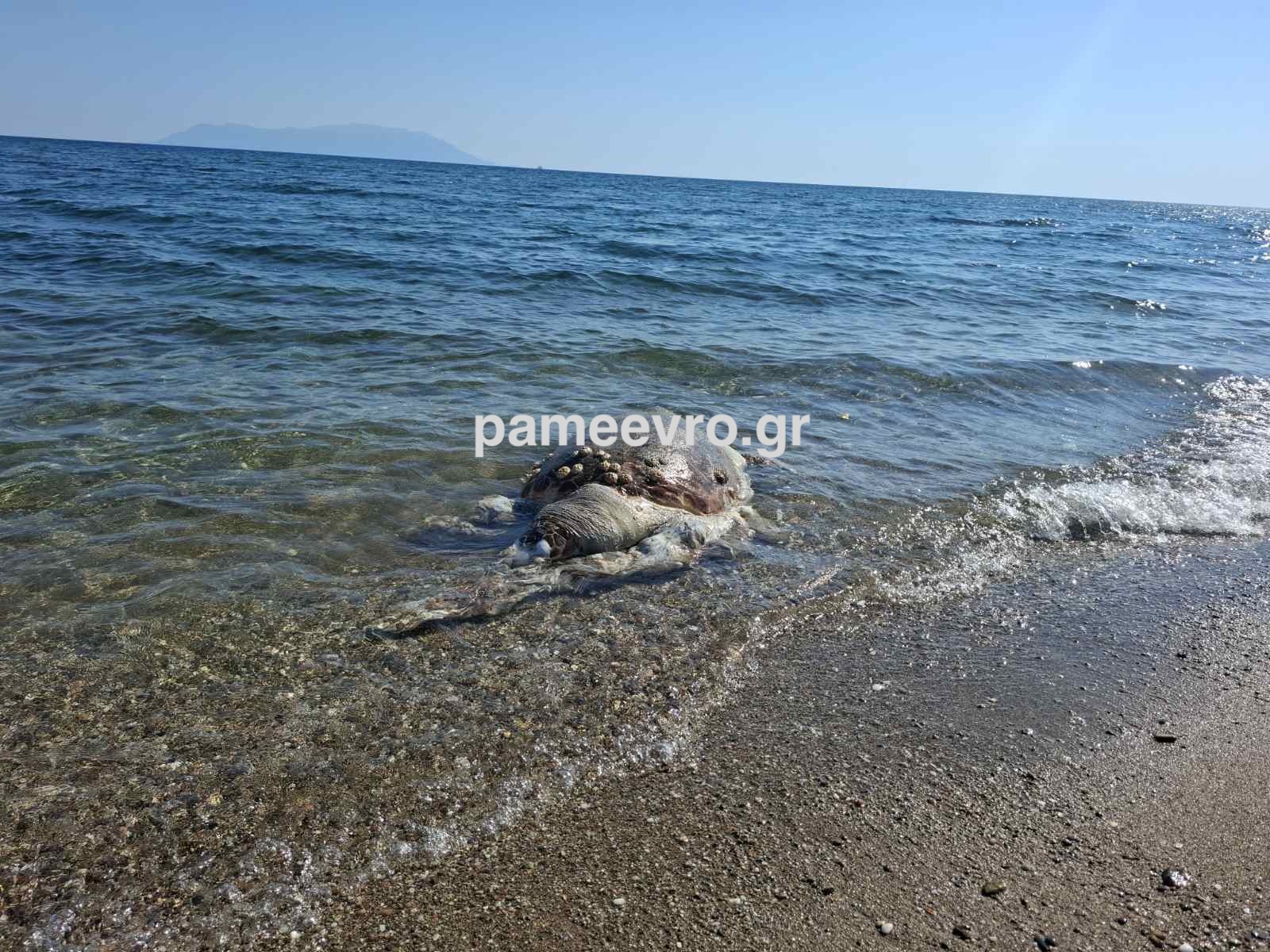 Νεκρή θαλάσσια χελώνα στην Αλεξανδρούπολη