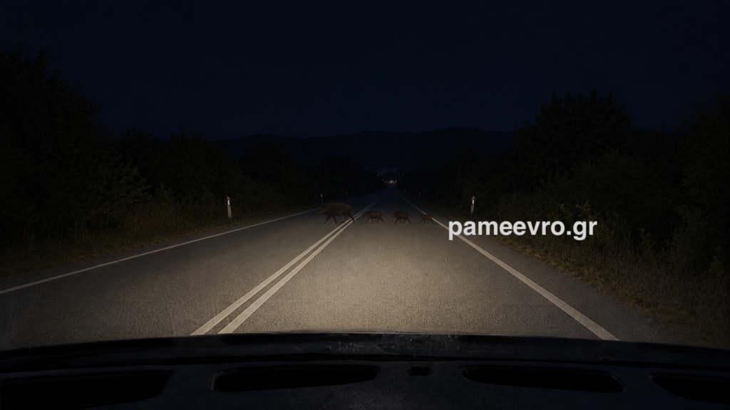 Αγριόχοιροι διασχίζουν τον δρόμο μεταξύ Λουτρών και Μοναστηρακίου στον Έβρο.