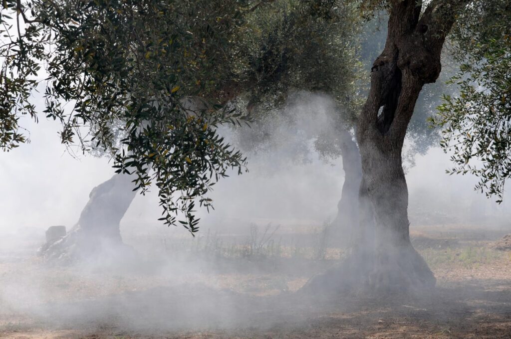 Καμένα ελαιόδεντρα στον Έβρο μετά τις πυρκαγιές του 2023, αναμονή αποζημιώσεων ΕΛΓΑ
