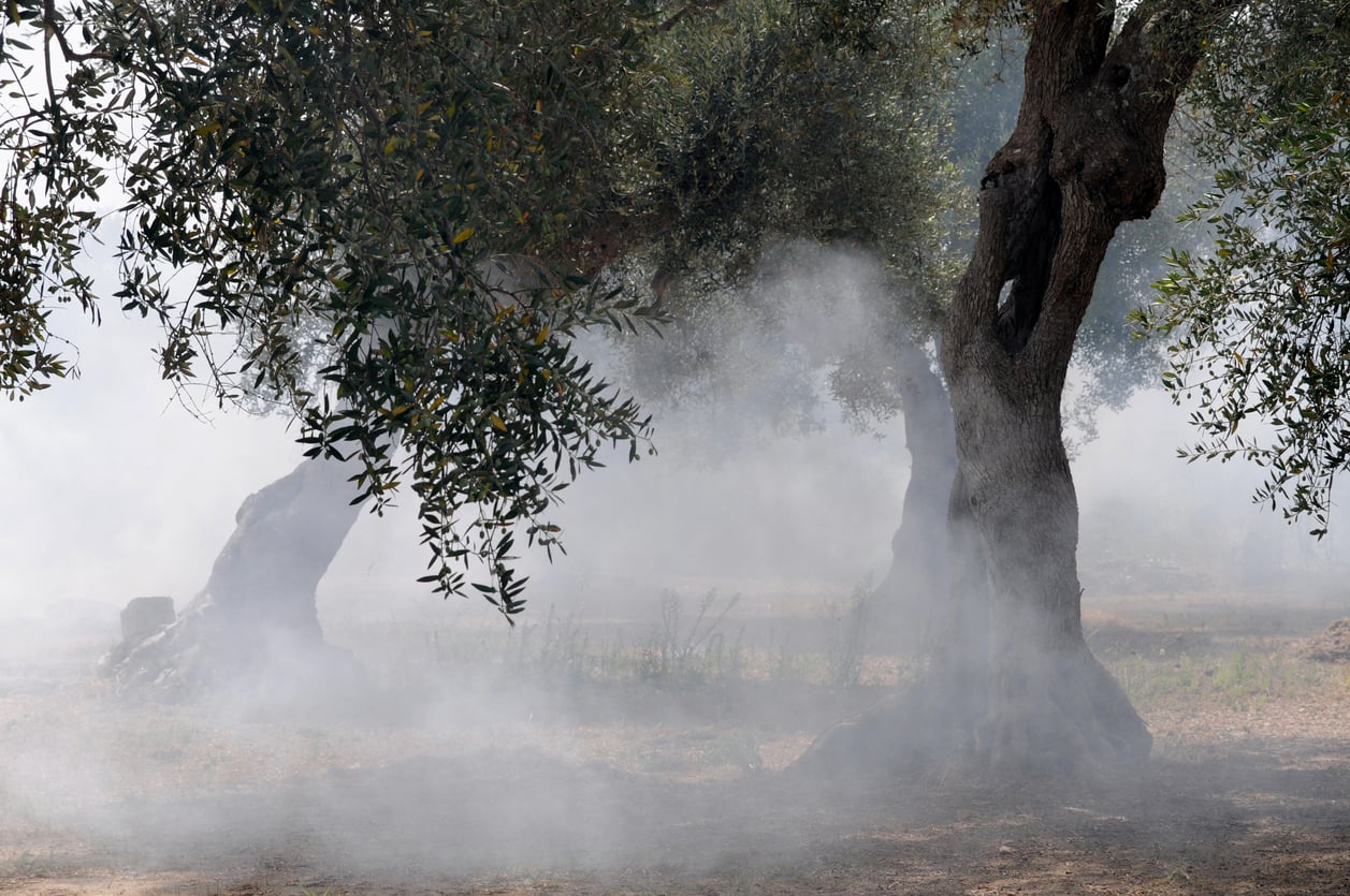Καμένα ελαιόδεντρα στον Έβρο μετά τις πυρκαγιές του 2023, αναμονή αποζημιώσεων ΕΛΓΑ