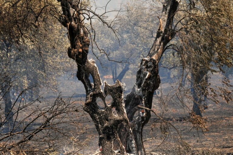 Μάκρη Αλεξανδρούπολης: Ενημέρωση από τον ΕΛΓΑ για τους πυρόπληκτους ελαιοπαραγωγούς