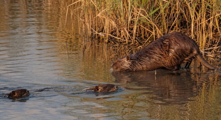 Μυοκάστορας στον Έβρο: Η τρυφερή εικόνα μιας μητέρας με το μικρό της συγκινεί