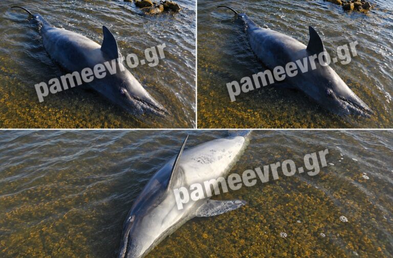 Νεκρό δελφίνι στην Αλεξανδρούπολη: Θλιβερό ευρημα στην παραλία Φοίνικας