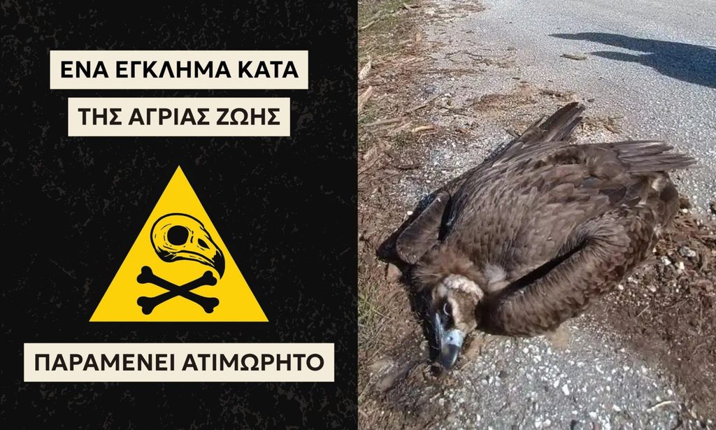 Δηλητηρίαση άγριων ζώων στη Δαδιά και περιβαλλοντικές οργανώσεις