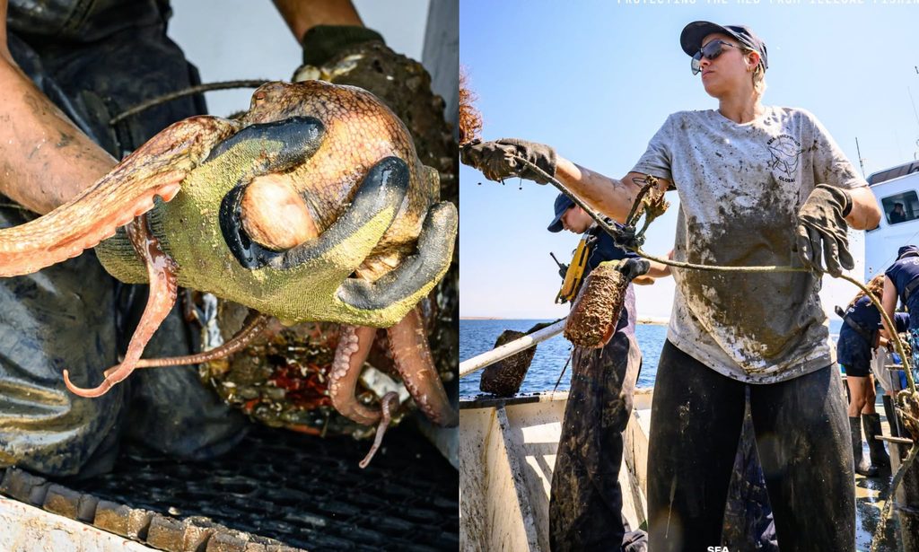 Θρακικό Πέλαγος Sea Shepherd και δράση κατά της παράνομης αλιείας