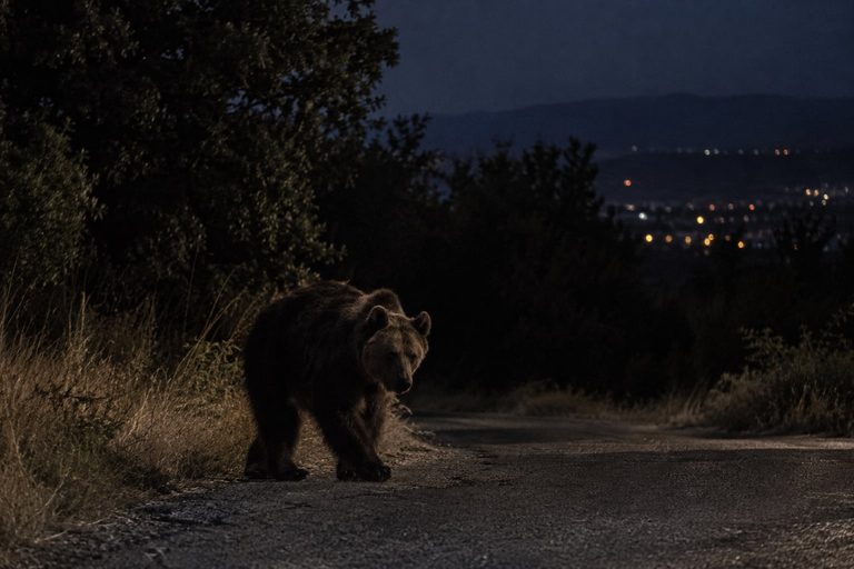 Αρκούδα στην Αλεξανδρούπολη: Πρωτοφανής εμφάνιση ζώου – Συναγερμός σε Αισύμη, Κίρκη και Άβαντα